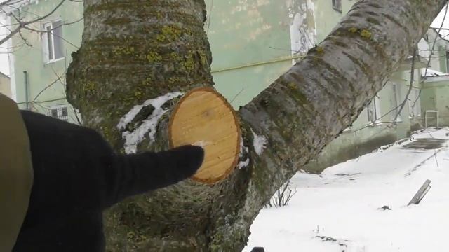 Обрезка плодовых деревьев - ДЕЛАТЬ или НЕТ. Показываю на конкретных деревьях с объяснениями смотреть онлайн