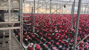 Промышленные теплицы. Выращивание цветов в Голландии. Январь 2017г.