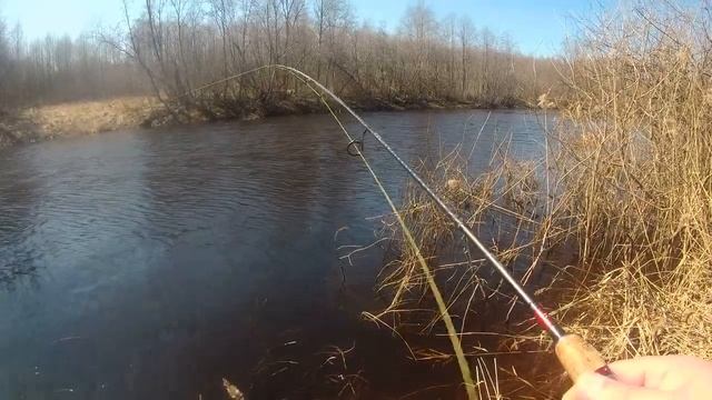 ✔РЫБАЛКА НА СПИННИНГ.Открытие сезона 2021. Ловля щуки и плотвы на малой реке весной в Тверской обл. смотреть онлайн