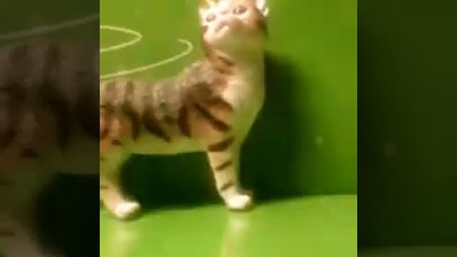 Обзор на киску и распаковка смотреть онлайн
