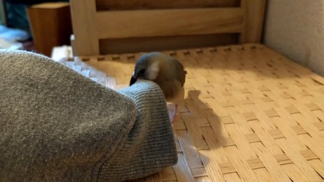 噛む練習 文鳥　a bird trains to bite (java sparrow) смотреть онлайн