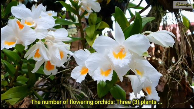 The Beauty Of Orchid: Dendrobium Formosum | #orchidbeauty #dendrobium #zulmatju