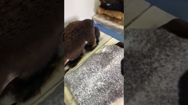 Шкуры овечьи натуральные .наш ватсап +79636363440 смотреть онлайн