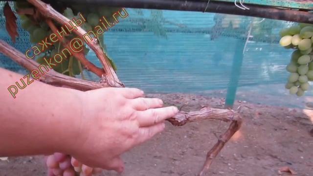 Подарок Запорожью сорт винограда на участке Пузенко Натальи Лариасовны смотреть онлайн