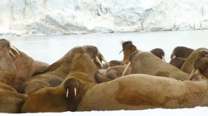 Морж: Гигант северных морей | Интересные факты про моржей