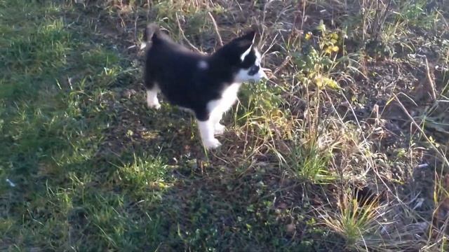 Щенки хаски Doggi5 смотреть онлайн