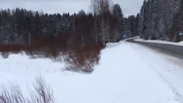 Очень умный лось из Карелии смотреть онлайн
