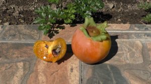 Хурма сверхранний Хиакуме и виргинка