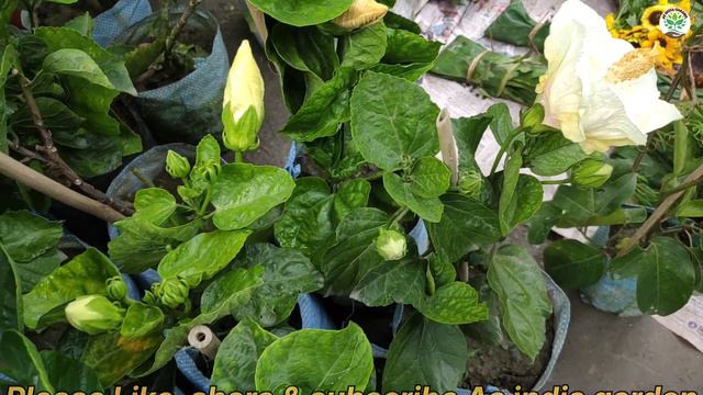 23 April Galiff street plant market visit on Sunday morning. Hibiscus & rose plant market Kolkata. смотреть онлайн