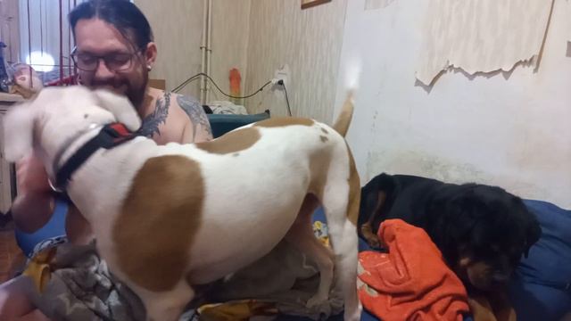 когда Хомяк пытается укусить за нос смотреть онлайн