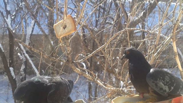 зима. наглые, голодные голуби. голуби дерутся смотреть онлайн