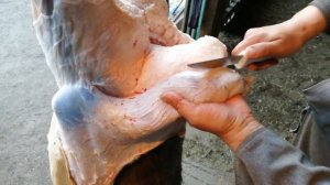 Разделка барана , Часть 2 ,