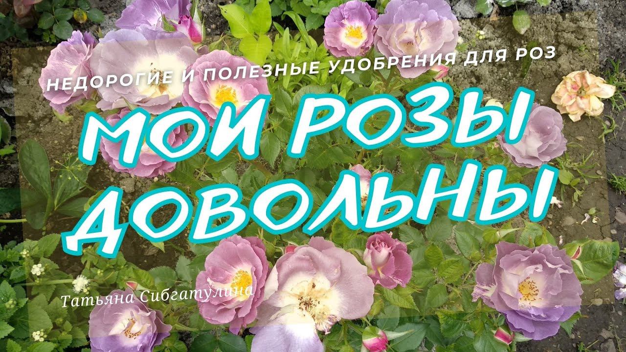 Не дорогие, но полезные удобрения для роз. смотреть онлайн