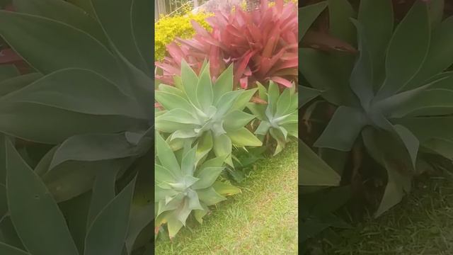 Planta Agave Dragão! смотреть онлайн