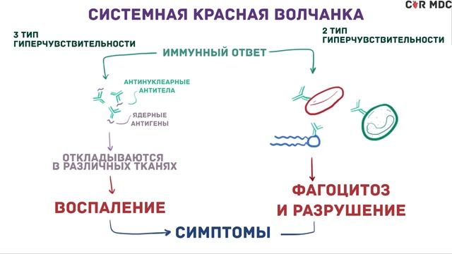 Системная красная волчанка - причины, симптомы, диагноз и патология смотреть онлайн