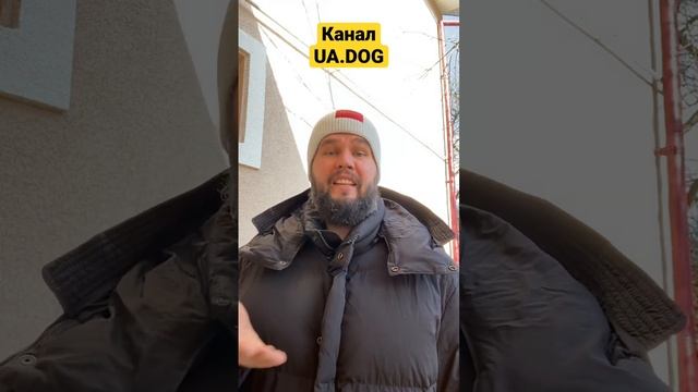 Кормить собаку только сырым мясом? «1/100 вопросов про натуральное питание» #собаки #собака #собачк смотреть онлайн