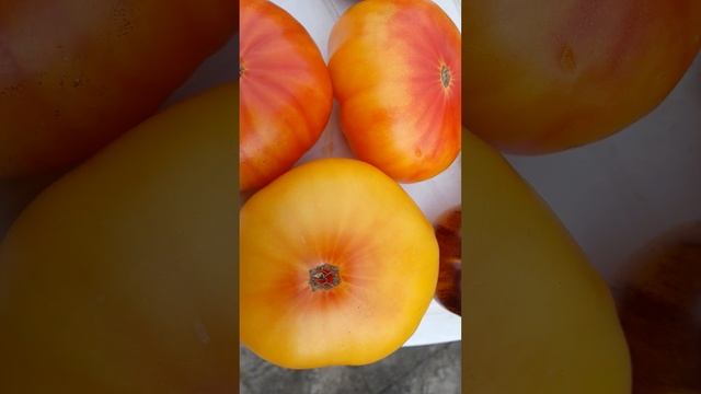 обзор томатов с выставки в Бренгули. смотреть онлайн