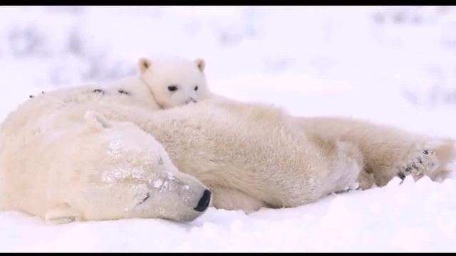 зимний сон смотреть онлайн