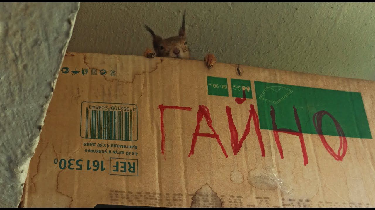 Лесная Белка ищет орехи в снегу, бегает в колесе, делает запасы на зиму, моется в снегу смотреть онлайн