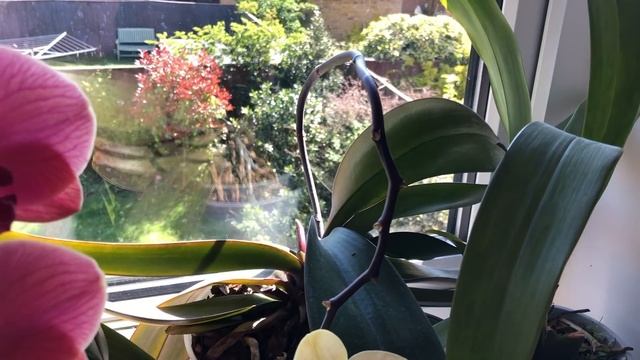 Орхидеи. Цветение. Апрель. Часть 1 смотреть онлайн