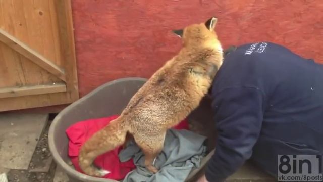 Ласковая лиса благодарит своего хозяина смотреть онлайн