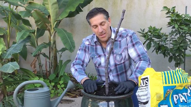 5-IN-1 Fig Tree | Grafting & Re-Potting Techniques смотреть онлайн