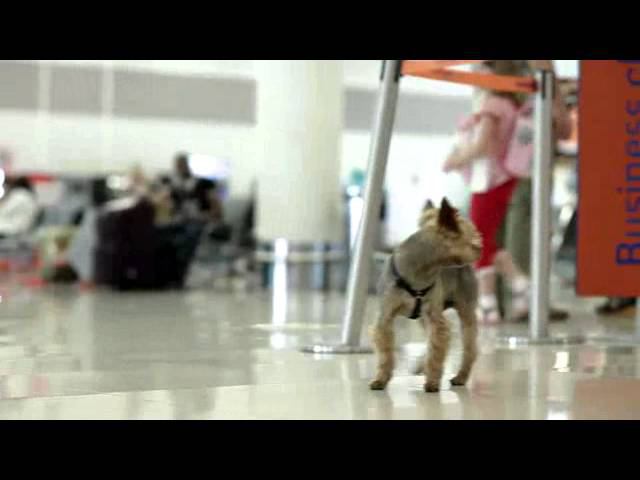 SVOя профессия: Диспетчер по организации авиаперевозок (пассажирских) смотреть онлайн