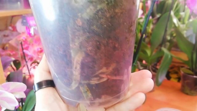 100% ТУРГОР ЛИСТЬЕВ у Орхидей реанимашек ✔️Не отрезаю гнилые-сухие корни у Фаленопсиса✔️ смотреть онлайн