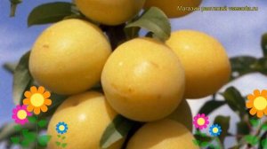 Алыча гибридная Гек. Краткий обзор, описание характеристик, где купить саженцы prunus cerasifera Ge