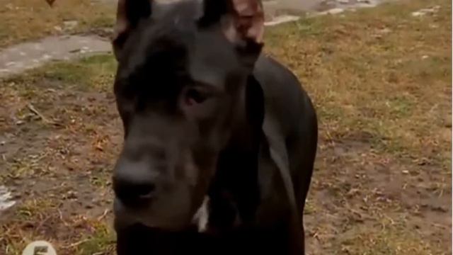 Німецький дог Ветакадемія 28 01 2015 смотреть онлайн