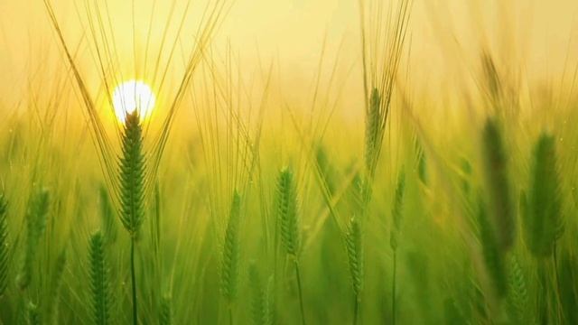 Медитация с тета-загрузками на гармонию и внутреннее спокойствие смотреть онлайн