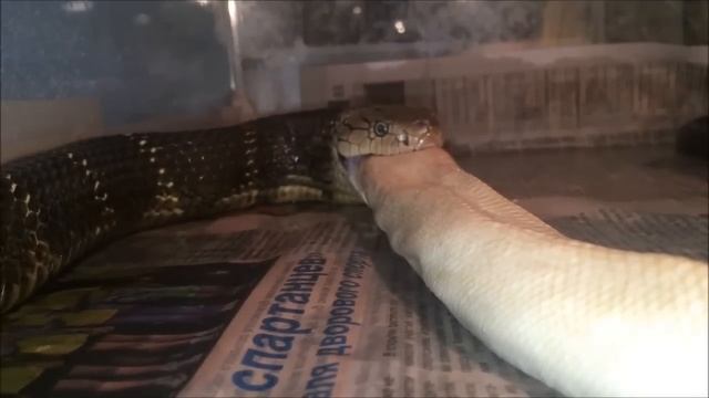 Кормление королевской кобры питоном морфы Pied смотреть онлайн