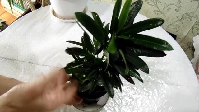 Обзор кротонов, фиттоний, аглаонем и шифлеры. Krotons, Pittoni, Aglaonema And Shifler.