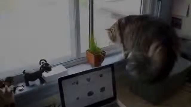 Злющая кошка атакует ! смотреть онлайн