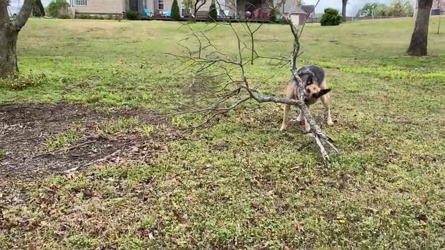 German Shepherd vs Tree Branch смотреть онлайн