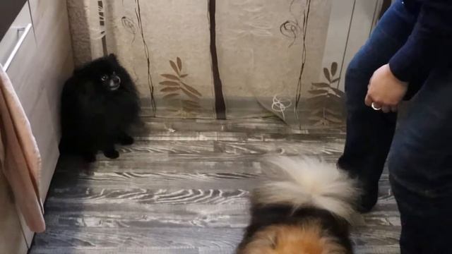 Самые милые шпицы смотреть онлайн