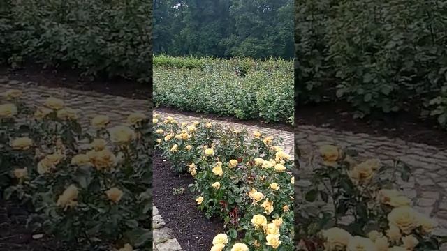 Парк "Стромовка"в Праге. Клумбы смотреть онлайн