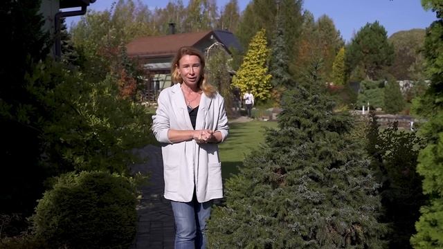 ХВОЙНЫЕ В МОЕМ САДУ. 3 ЧАСТЬ. смотреть онлайн