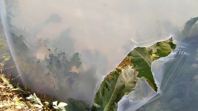 Разорвало напополам теплицу. смотреть онлайн