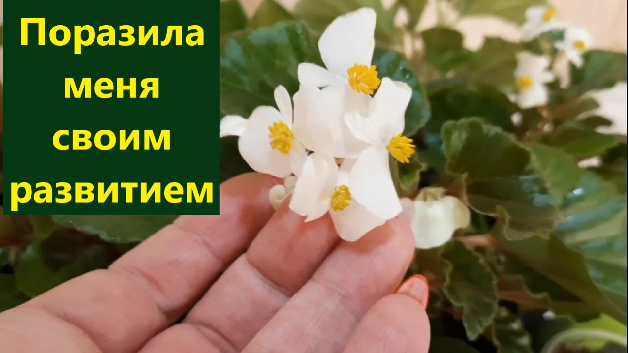 Как развивается бегония новинка ампельный сорт "ХУЛА". Буду укоренять смотреть онлайн