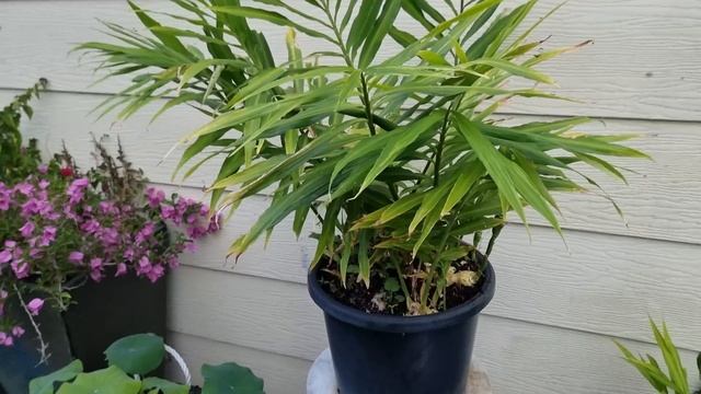 How To Grow Ginger From STORE Bought Ginger In Containers