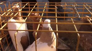 ОБЗОР. Ярмарка голубей. г. Челябинск. 3 Часть.12. 03. 2023