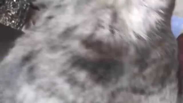 Save Poor Dog From Many Ticks Attacking, Removing Ticks From Poor Pet In Countryside #61 @animalvcd смотреть онлайн