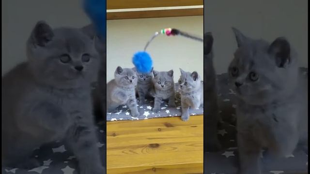 Голубые британцы в 1,5 месяца смотреть онлайн
