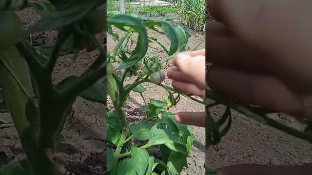 Томат аметистовая драгоценность смотреть онлайн