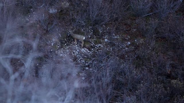 10 BEST HUNTING KILL SHOTS in 20 Minutes - Hunting Compilation смотреть онлайн