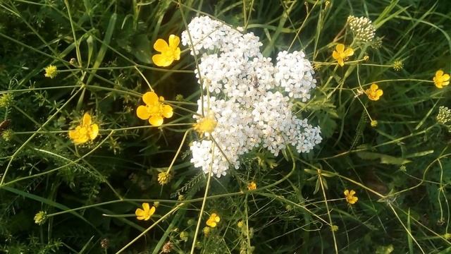 Красивые полевые цветы. The Most Incredible Beautiful Wild Flowers.