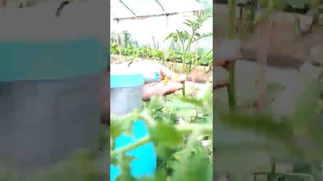 Завязь для помидор смотреть онлайн