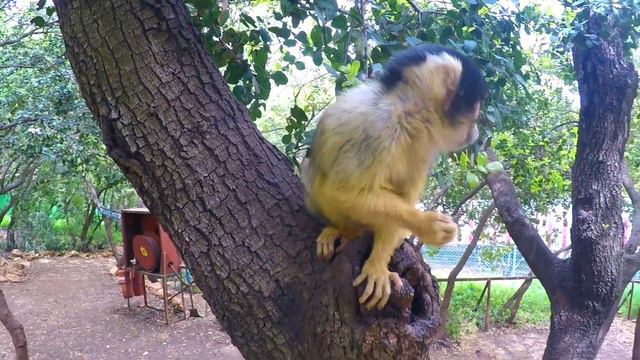 VLOG Обезьяний парк Кормим обезьян с рук Гуляем по мини зоопарку смотреть онлайн