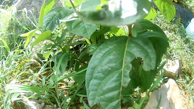 Хурма в нашем саду смотреть онлайн